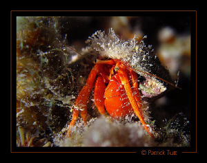 Hermit crab on nigth dive in Marsa Shagra - Egypt - Canon... by Patrick Tutt 
